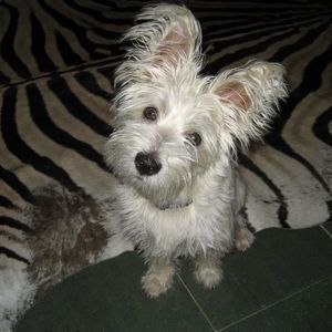 Meet your Posher, Tiny